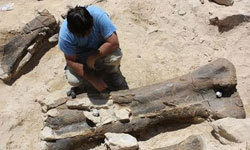 کشف فسیل 120 میلیون ساله نوزادان دایناسور در چین